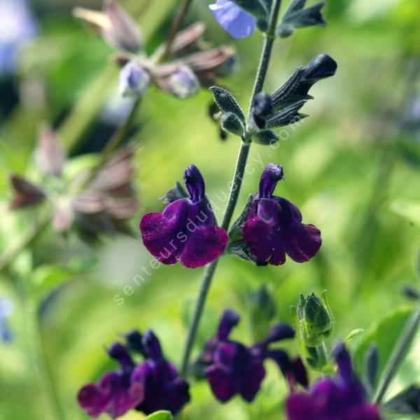 Salvia 'Papillon de Nuit' - Sauge arbustive violet