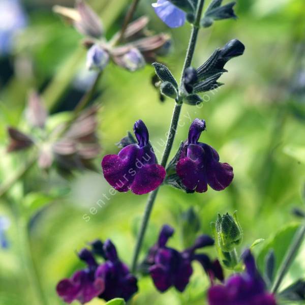 sauge arbustive à fleur violet-noir - Salvia 'Papillon de Nuit'