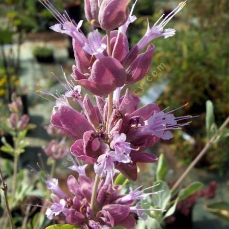 Salvia pachyphylla - Sauge du désert