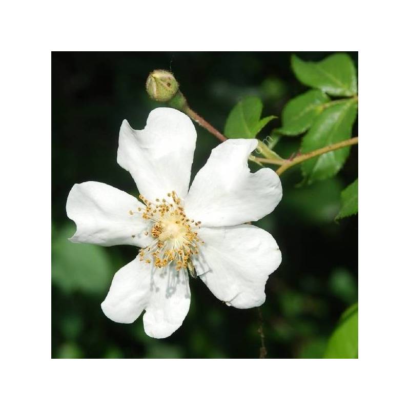 Rosa sempervirens - Rosier toujours vert