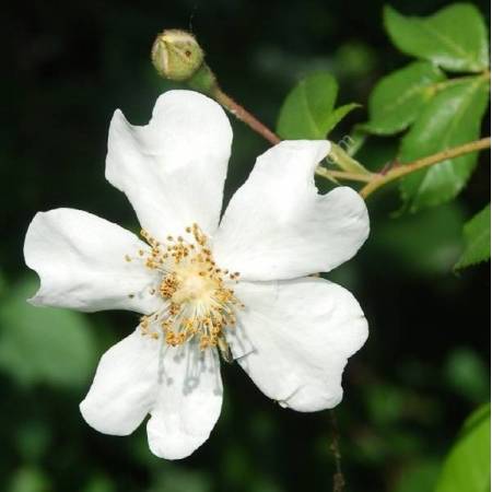 Rosa sempervirens - Rosier toujours vert