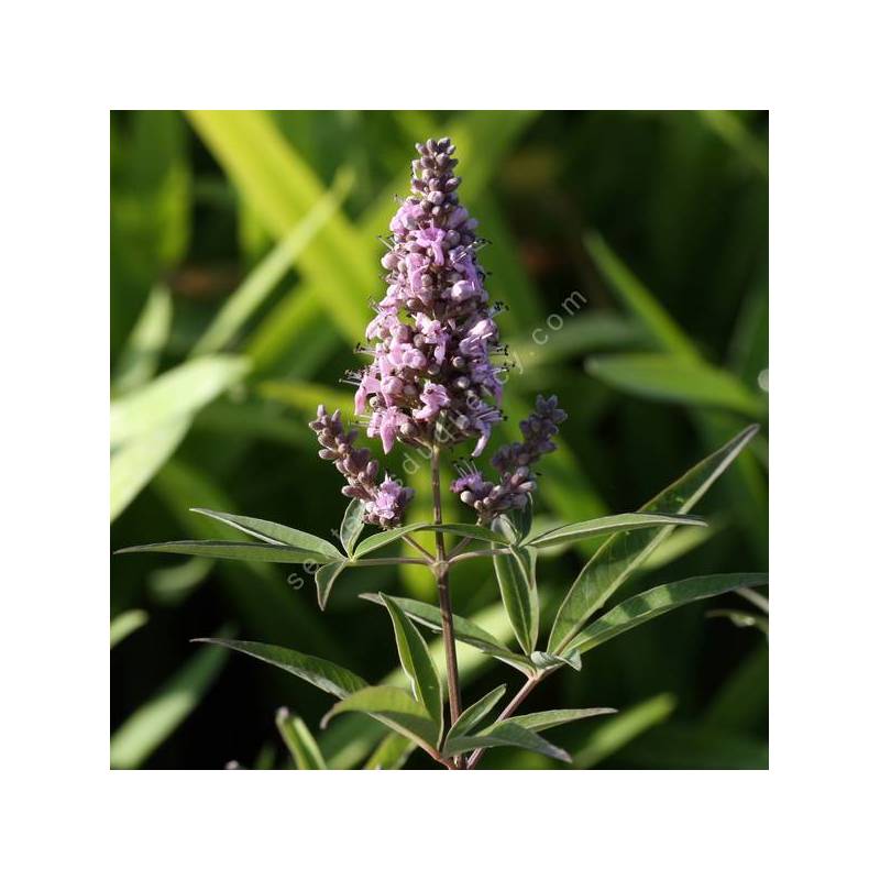 Vitex agnus-castus 'Ananas Rose' - Gattilier rose compact