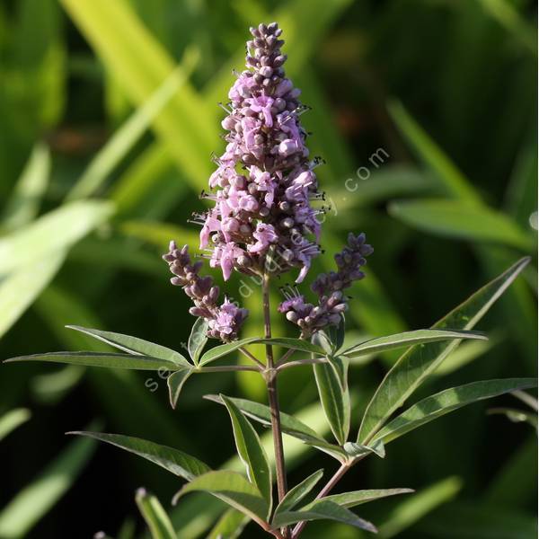 Vitex agnus-castus 'Ananas Rose' - Gattilier rose compact