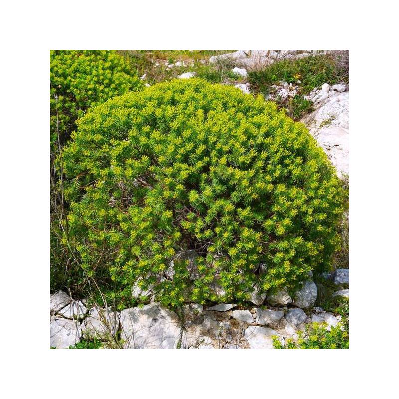 Euphorbia dendroides - Euphorbe arborescente
