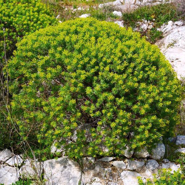 Euphorbia dendroides - Euphorbe arborescente