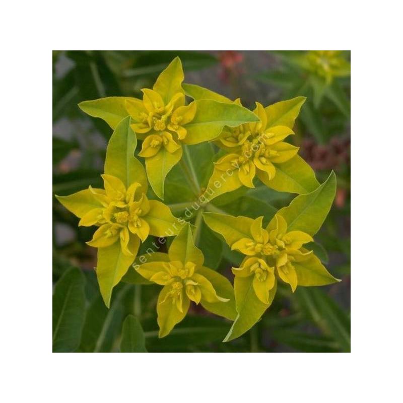 Euphorbia corallioides - Euphorbe corail