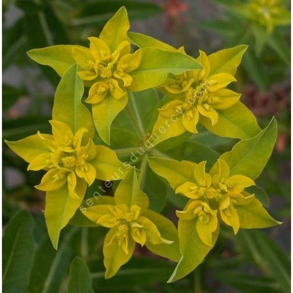 Euphorbia corallioides - Euphorbe corail