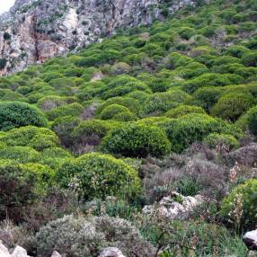 Euphorbia dendroides - Euphorbe arborescente en Crête