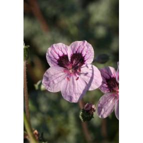 Erodium x kolbianum 'Natasha'