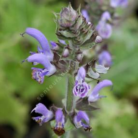 Salvia indica x moorcroftiana