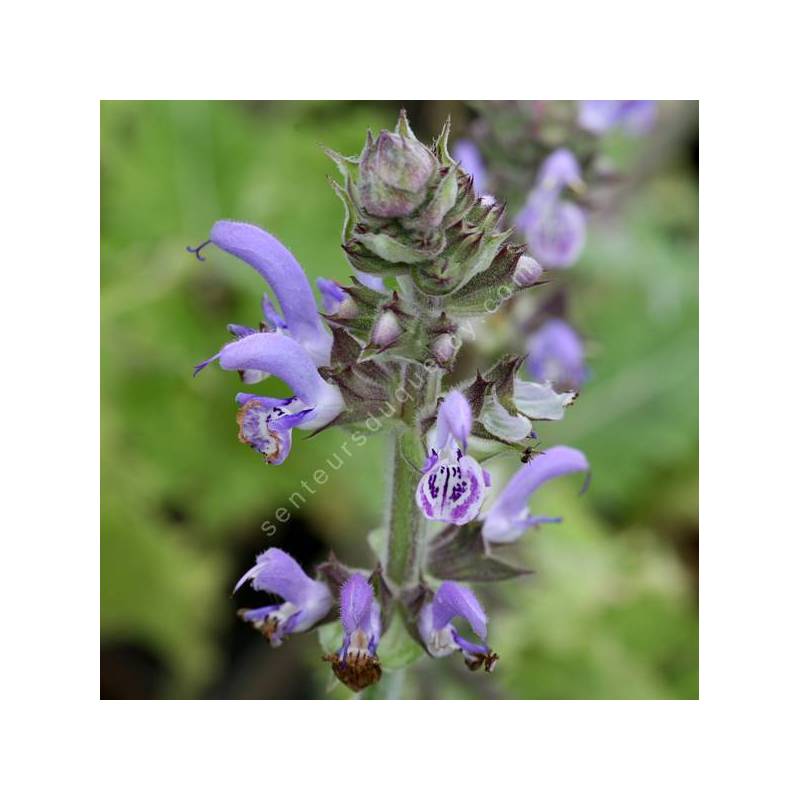 Salvia indica x moorcroftiana