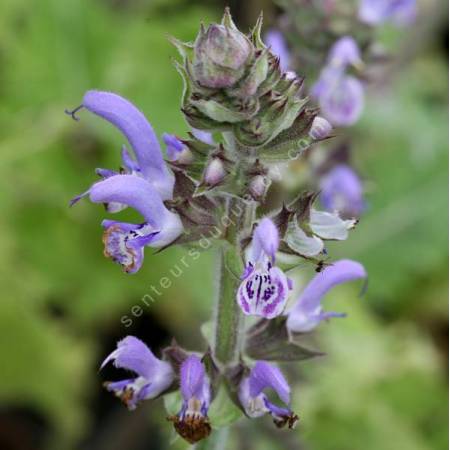 Salvia indica x moorcroftiana