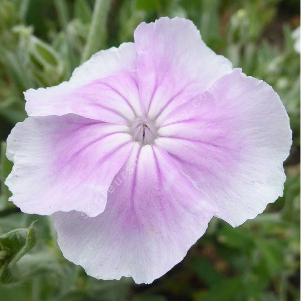 Lychnis coronaria 'Oculata' - Coquelourde blanche à cœur rose