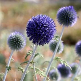 Echinops ritro subsp. ruthenicus - Chardon boule