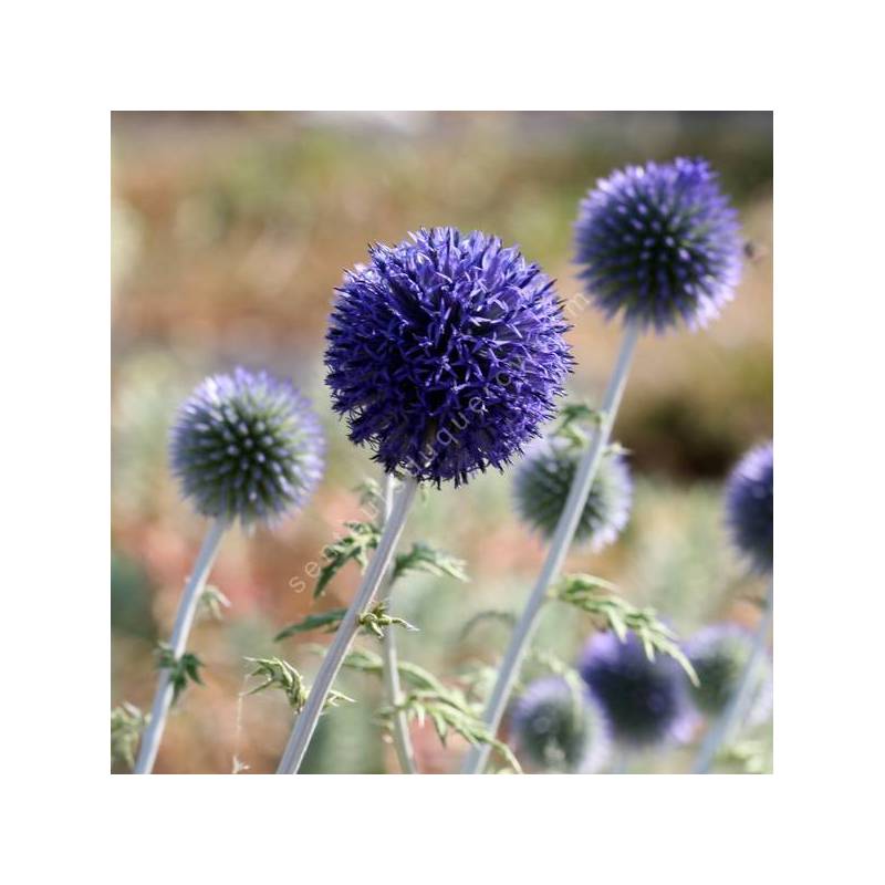 Echinops ritro subsp. ruthenicus - Chardon boule