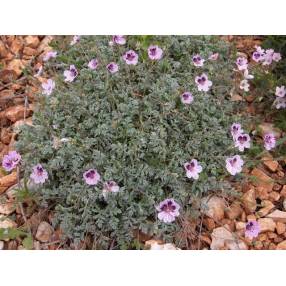 Erodium x kolbianum 'Natasha'