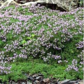 Thymus herba-barona - Thym Corse