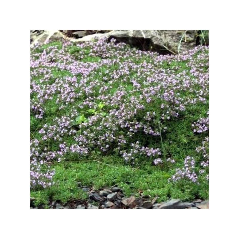 Thymus herba-barona - Thym Corse
