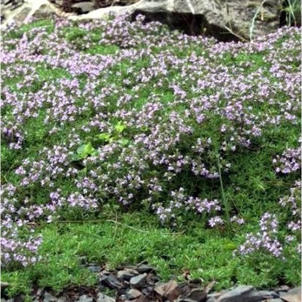 Thymus herba-barona - Thym Corse