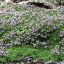 Thymus herba-barona - Thym Corse