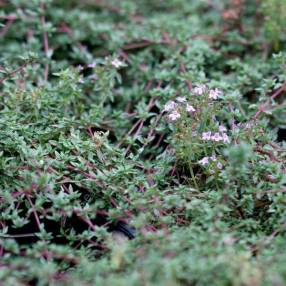 Thymus herba-barona - Thym Corse