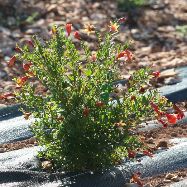 Le grenadier : un arbre fruitier décoratif