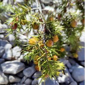 Juniperus communis femelle Genévrier commun aux baies de genièvre