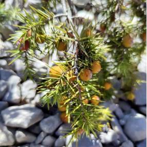 Juniperus communis - Genévrier commun