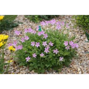 Erodium 'Carmel'