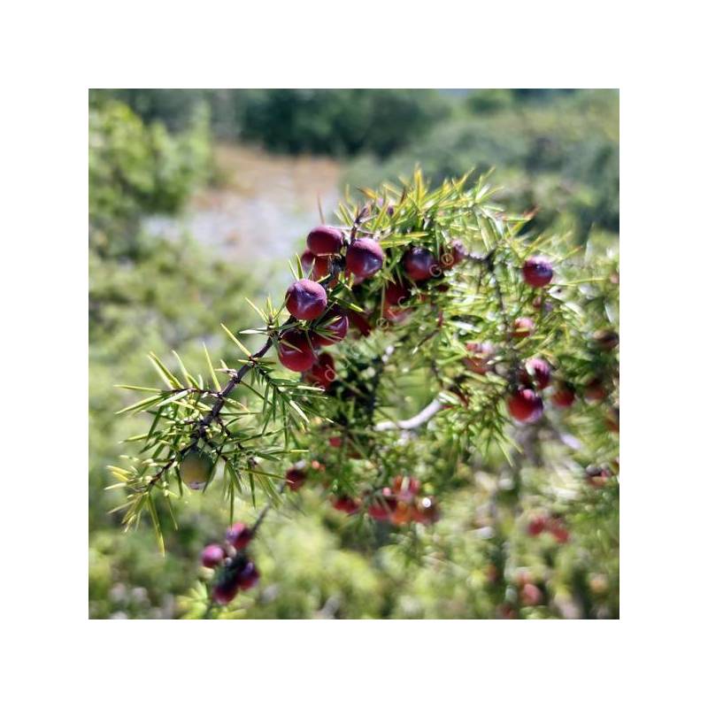 Juniperus communis - Genévrier commun