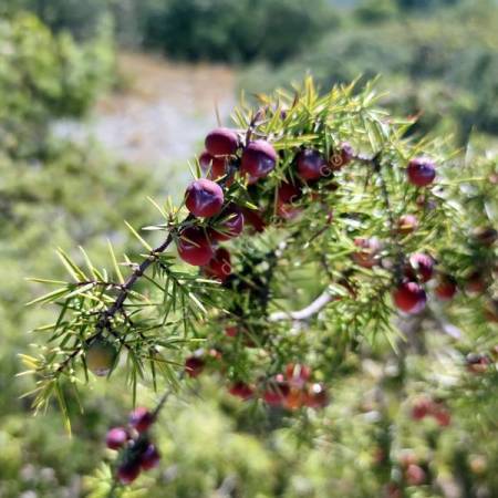 Juniperus communis - Genévrier commun