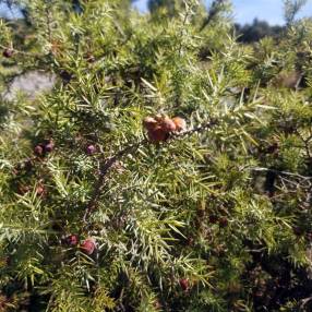 Feuillage en aiguilles du Juniperus communis