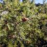 Feuillage en aiguilles du Juniperus communis