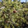 Juniperus communis - Genévrier commun