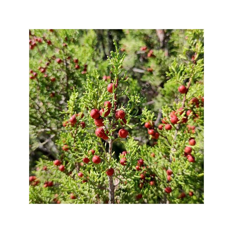 Juniperus phoenicea - Genévrier rouge