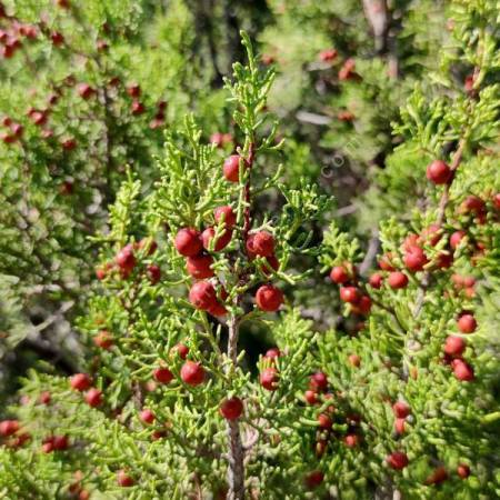 Juniperus phoenicea - Genévrier rouge