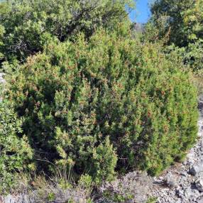 Juniperus phoenicea - Genévrier rouge