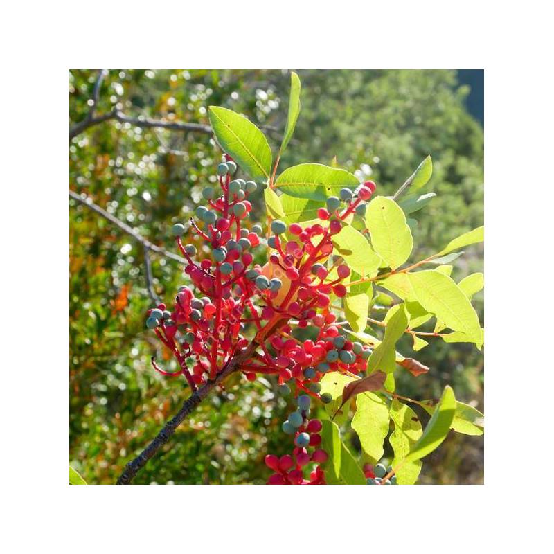 Pistacia terebinthus - Pistachier térébinthe