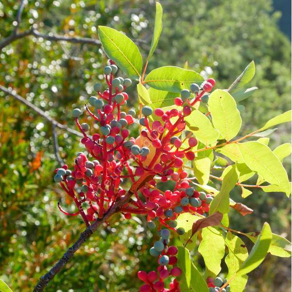 Pistacia terebinthus - Pistachier térébinthe