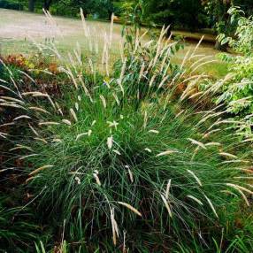 Pennisetum macrourum - Herbe aux écouvillons