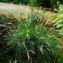 Pennisetum macrourum - Herbe aux écouvillons