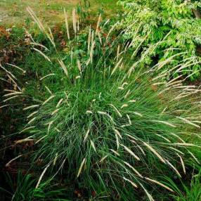 Pennisetum macrourum - Herbe aux écouvillons