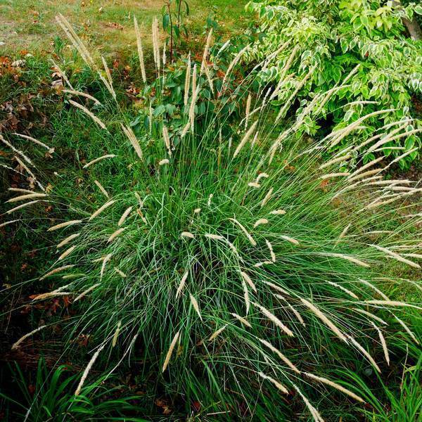 Pennisetum macrourum - Herbe aux écouvillons Pennisetum macrourum - Herbe aux écouvillons