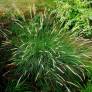 Pennisetum macrourum - Herbe aux écouvillons