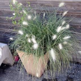 Pennisetum villosum - Herbe aux écouvillons hérissé