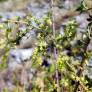 Asparagus acutifolius - Asperge à feuilles piquantes