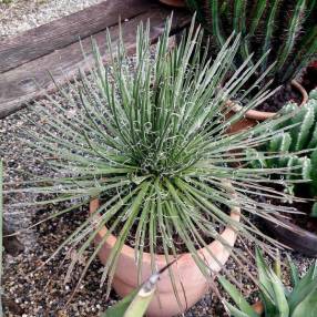 plantes grasses rustiques ! Agave-multifilifera