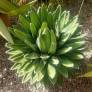 Agave victoria-reginae - Agave de la reine Victoria