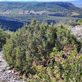 Juniperus phoenicea - Genévrier rouge