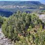 Juniperus phoenicea - Genévrier rouge